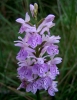 Dactylorhiza maculata (L.) So