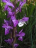 Dactylorhiza elata (Poir.) So