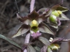 Epipactis cardina Benito & C.E.Hermos.