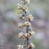 Epipactis kleinii M.B.Crespo, M.R.Lowe & Piera