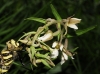 Epipactis palustris (L.) Crantz