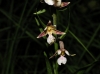 Epipactis palustris (L.) Crantz