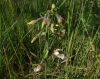 Epipactis palustris (L.) Crantz