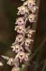 Epipactis kleinii  1