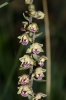 Epipactis kleinii ? 1d2