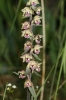 Epipactis kleinii ? 2d2