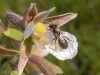 Epipactis palustris (L.) Crantz