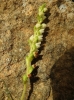 Goodyera repens (L.) R.Br.