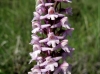 Gymnadenia conopsea (L.) R.Br.