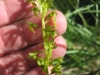 Neottia ovata (L.) Bluff & Fingerh.