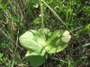 Neottia ovata (L.) Bluff & Fingerh.