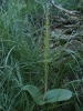 Neottia ovata (L.) Bluff & Fingerh.