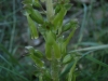 Neottia ovata (L.) Bluff & Fingerh.