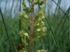 Neottia ovata (L.) Bluff & Fingerh.