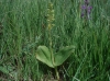 Neottia ovata (L.) Bluff & Fingerh.