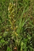 Neottia ovata (L.) Bluff & Fingerh.