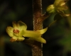 Neottia ovata (L.) Bluff & Fingerh.