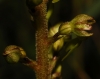 Neottia ovata (L.) Bluff & Fingerh.