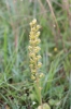 Neottia ovata (L.) Bluff & Fingerh.