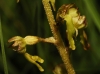 Neottia ovata (L.) Bluff & Fingerh.