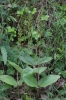 Neottia ovata (L.) Bluff & Fingerh.