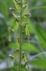 Neottia ovata (L.) Bluff & Fingerh.