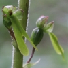 Neottia ovata (L.) Bluff & Fingerh.