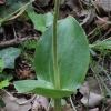 Neottia ovata (L.) Bluff & Fingerh.