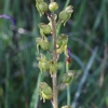 Neottia ovata (L.) Bluff & Fingerh.