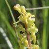 Neottia ovata (L.) Bluff & Fingerh.