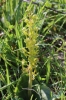 Neottia ovata (L.) Bluff & Fingerh.