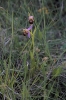 Ophrys apifera Huds. Ophrys apifera Huds.