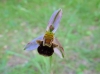 Ophrys apifera Huds. Ophrys apifera Huds.