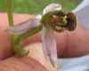 Ophrys apifera Huds. Ophrys apifera Huds.