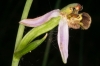 Ophrys apifera Huds. Ophrys apifera Huds.