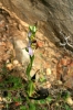 Ophrys apifera Huds. var. bicolor (O.Nägeli) E.Nelson