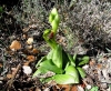 Ophrys fusca s.l.