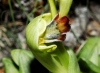 Ophrys fusca s.l.