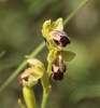 Ophrys fusca s.l.