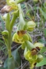 Ophrys fusca s.l.