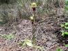 Ophrys fusca s.l.