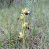 Ophrys fusca s.l.