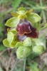 Ophrys fusca s.l.