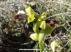 Ophrys fusca s.l.