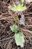 Ophrys fusca s.l.