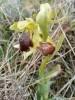 Ophrys fusca s.l.