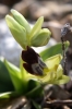 Ophrys fusca s.l.