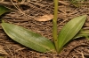 Ophrys fusca s.l.