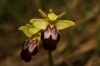 Ophrys fusca s.l.