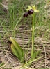 Ophrys fusca s.l.